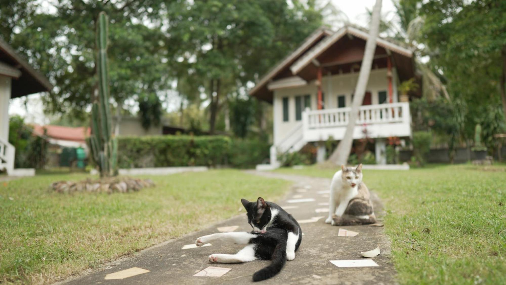 MY HOME Resort - Koh phangan vacation house rentals Ban Madua Wan Bagian luar foto